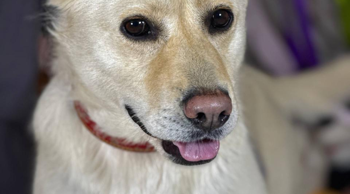 Chiens à adopter